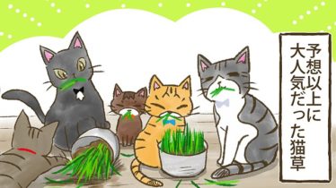 猫漫画 ねこ漫画 てーるているず