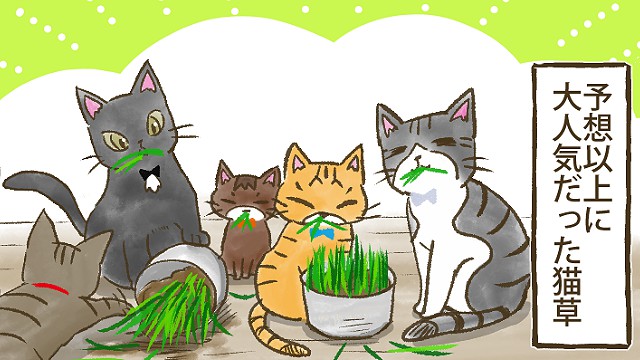 第５５話 土を使わない猫草を育てる ねこ漫画 てーるているず